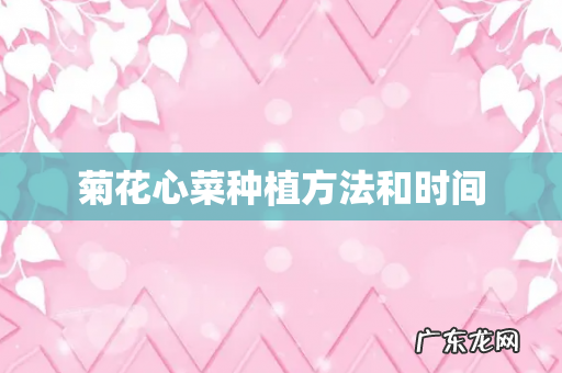 菊花心菜种植方法和时间