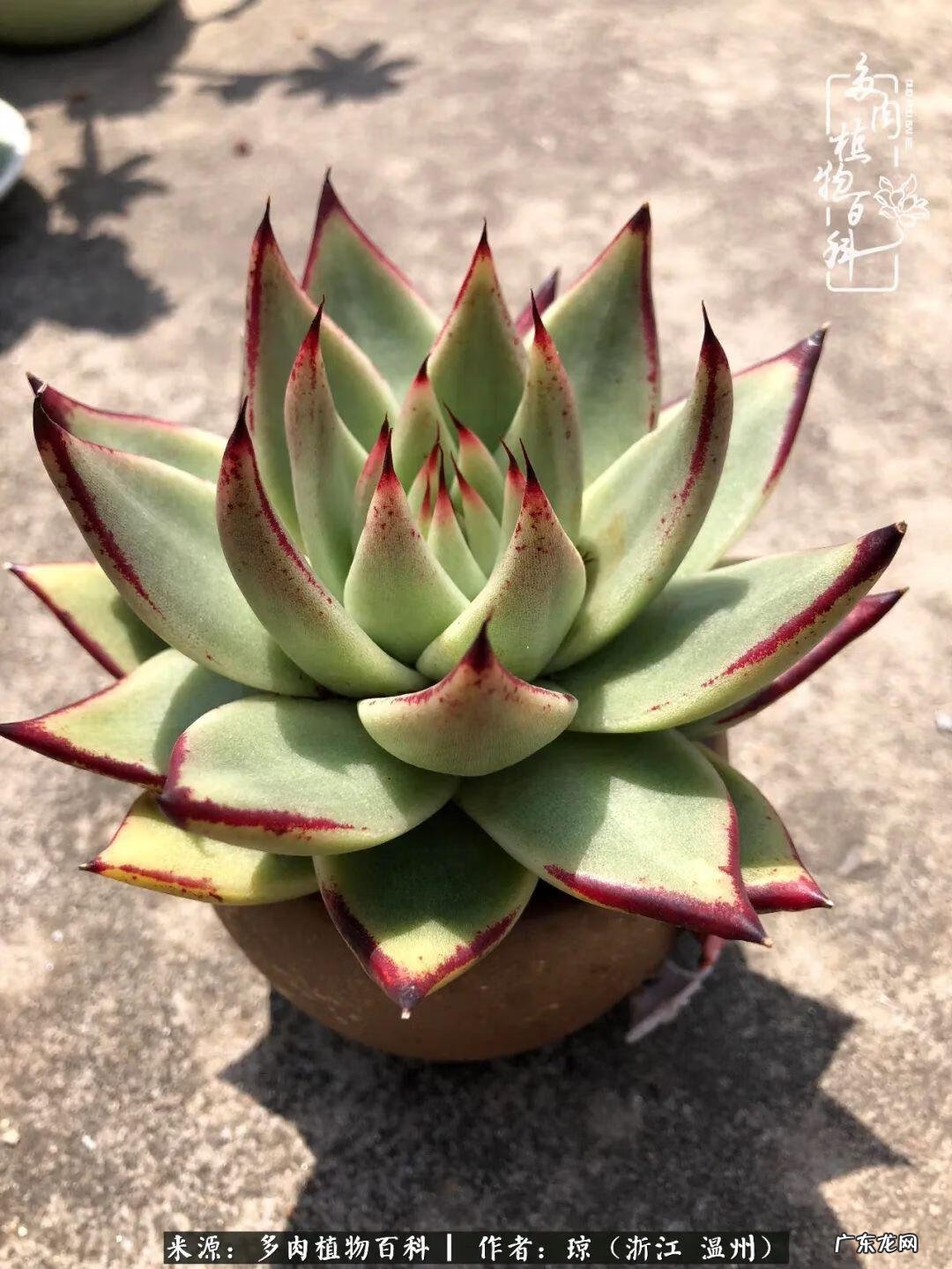 植物精灵安卓下载 植物精灵下载