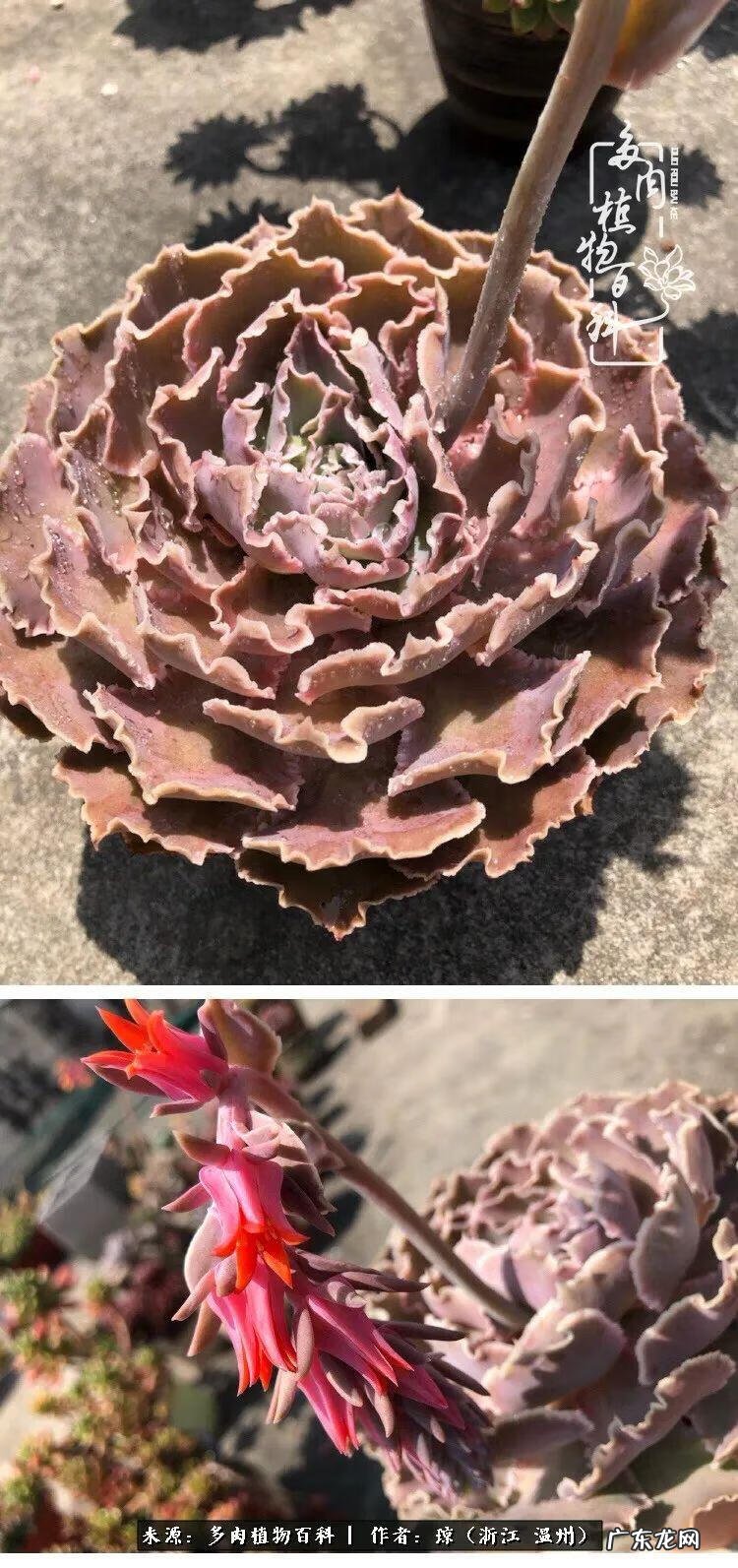 植物精灵安卓下载 植物精灵下载