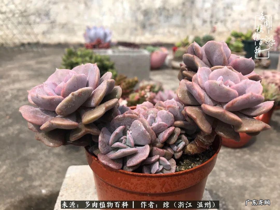 植物精灵安卓下载 植物精灵下载