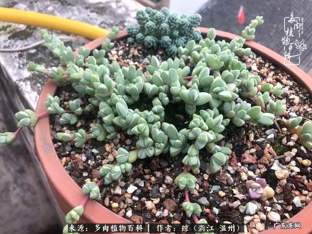 植物精灵安卓下载 植物精灵下载