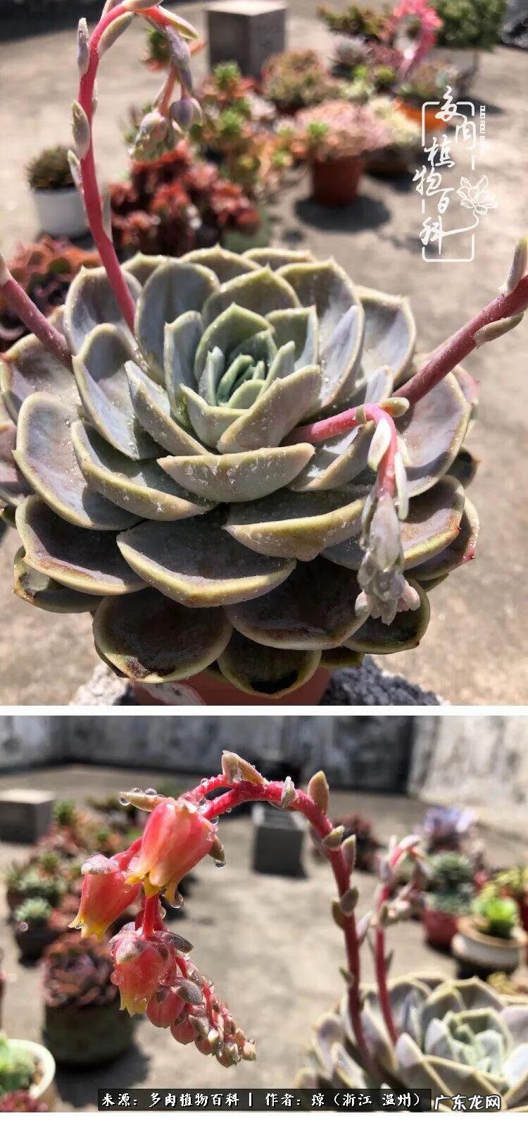 植物精灵安卓下载 植物精灵下载