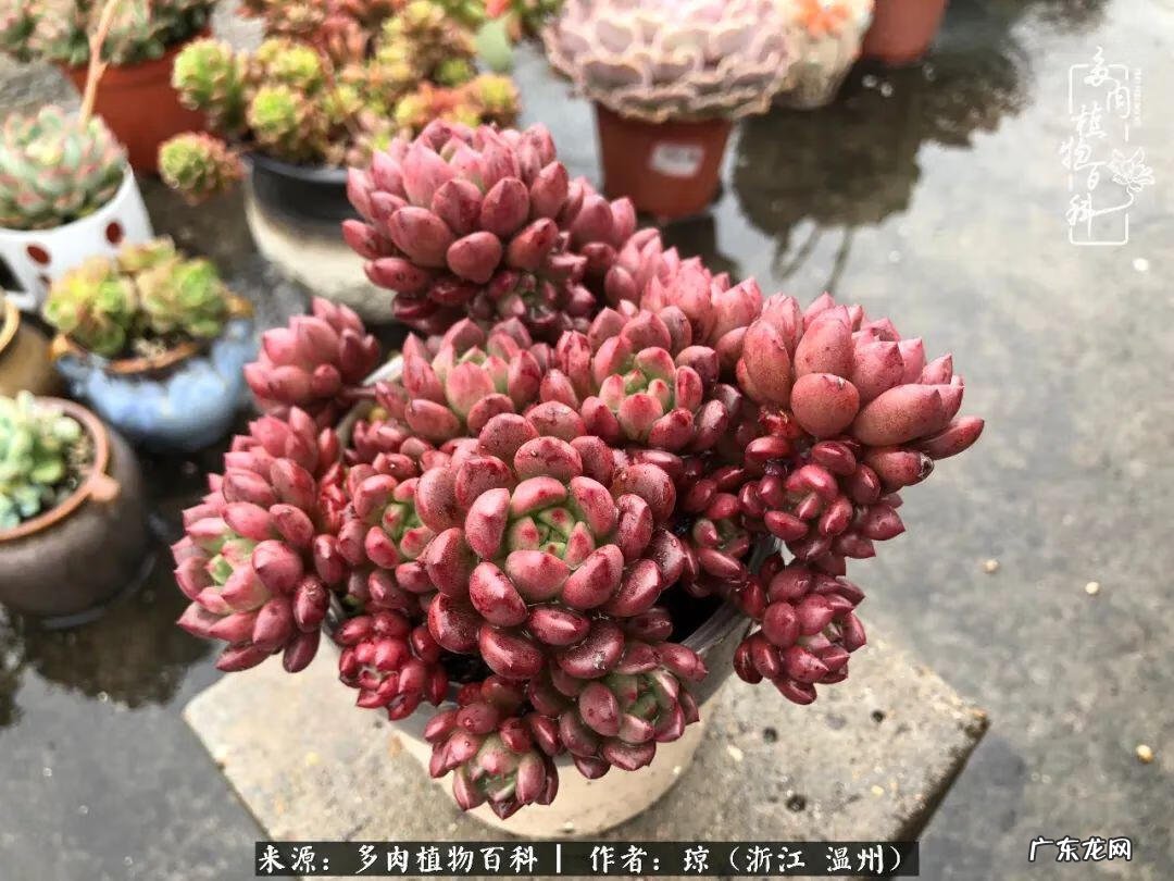 植物精灵安卓下载 植物精灵下载