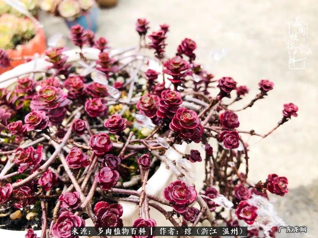 植物精灵安卓下载 植物精灵下载