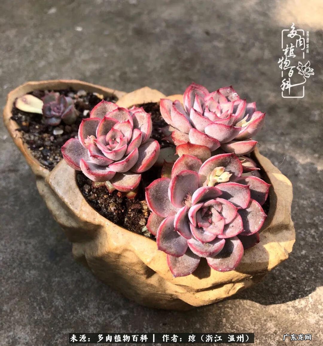 植物精灵安卓下载 植物精灵下载