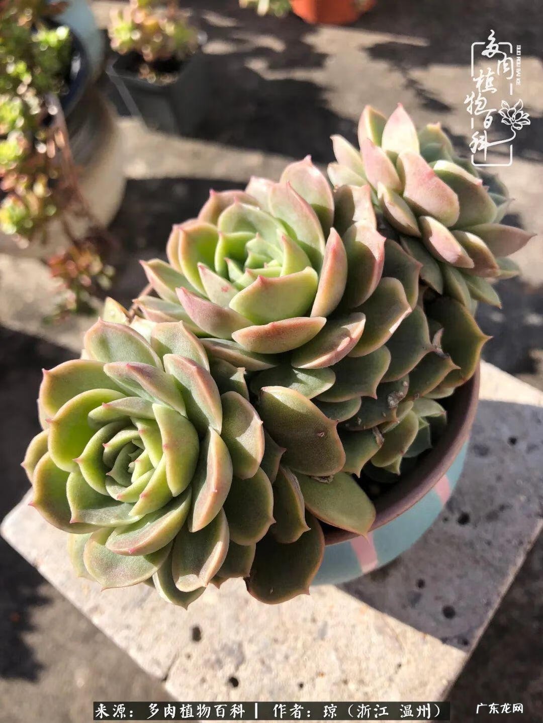 植物精灵安卓下载 植物精灵下载