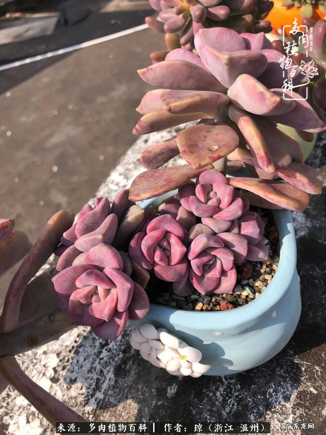 植物精灵安卓下载 植物精灵下载