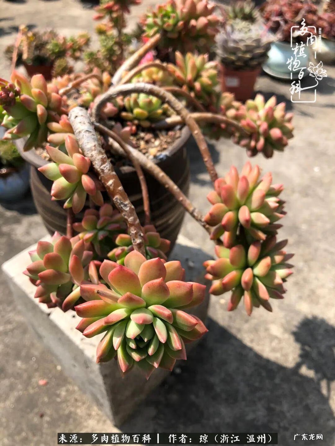 植物精灵安卓下载 植物精灵下载