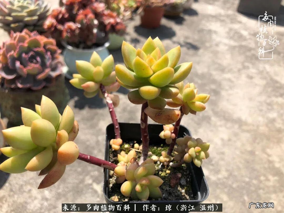 植物精灵安卓下载 植物精灵下载