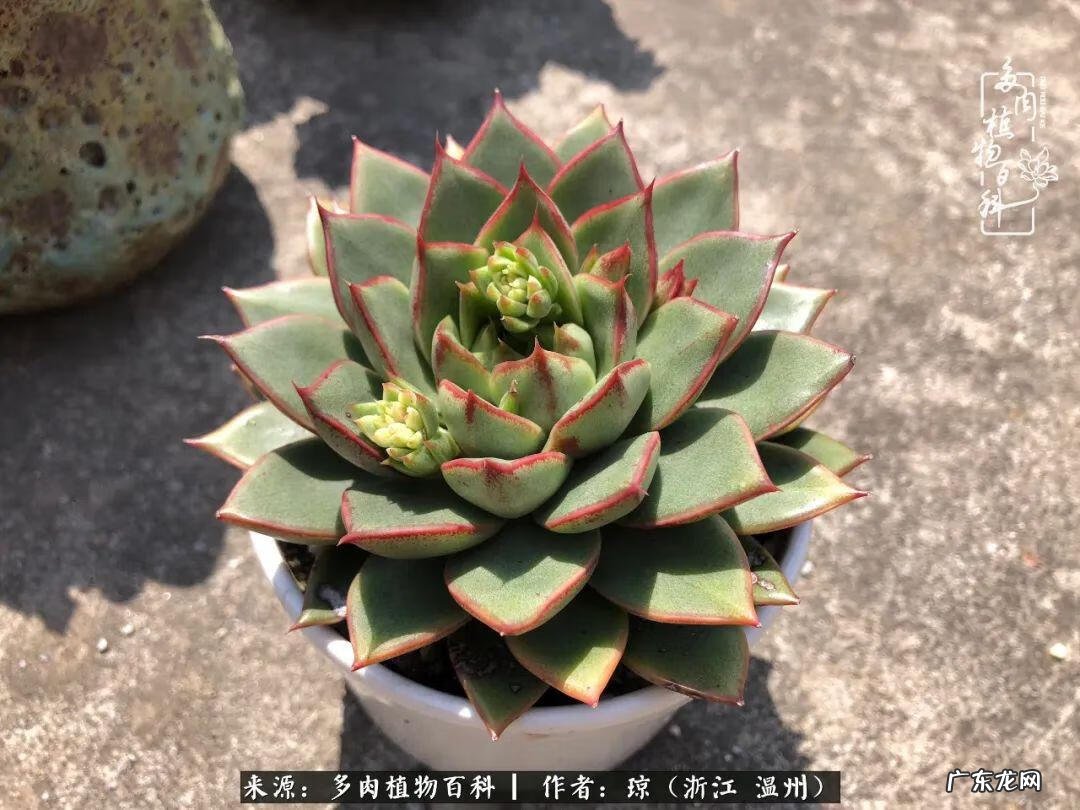 植物精灵安卓下载 植物精灵下载