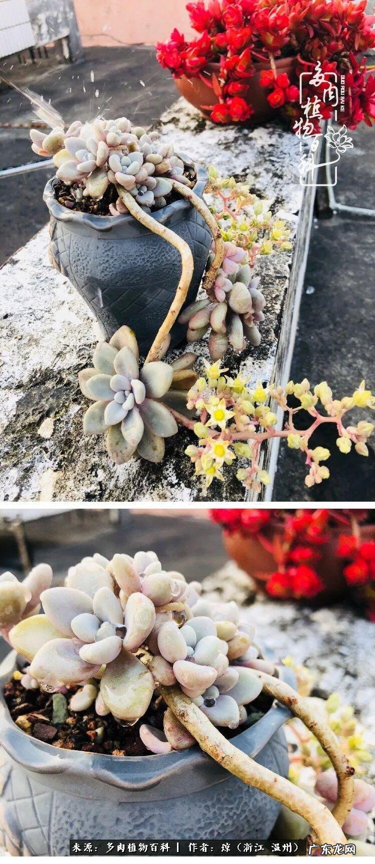 植物精灵安卓下载 植物精灵下载