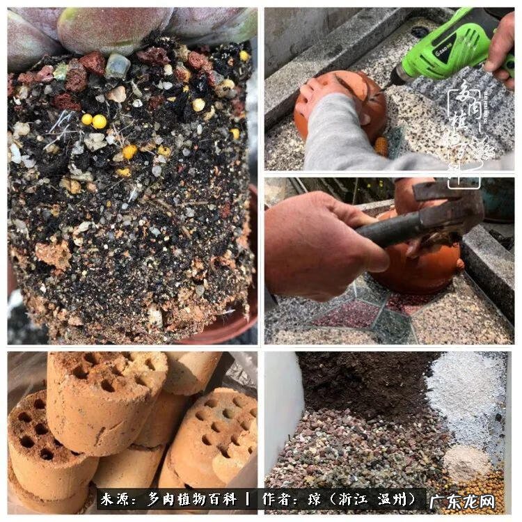 植物精灵安卓下载 植物精灵下载