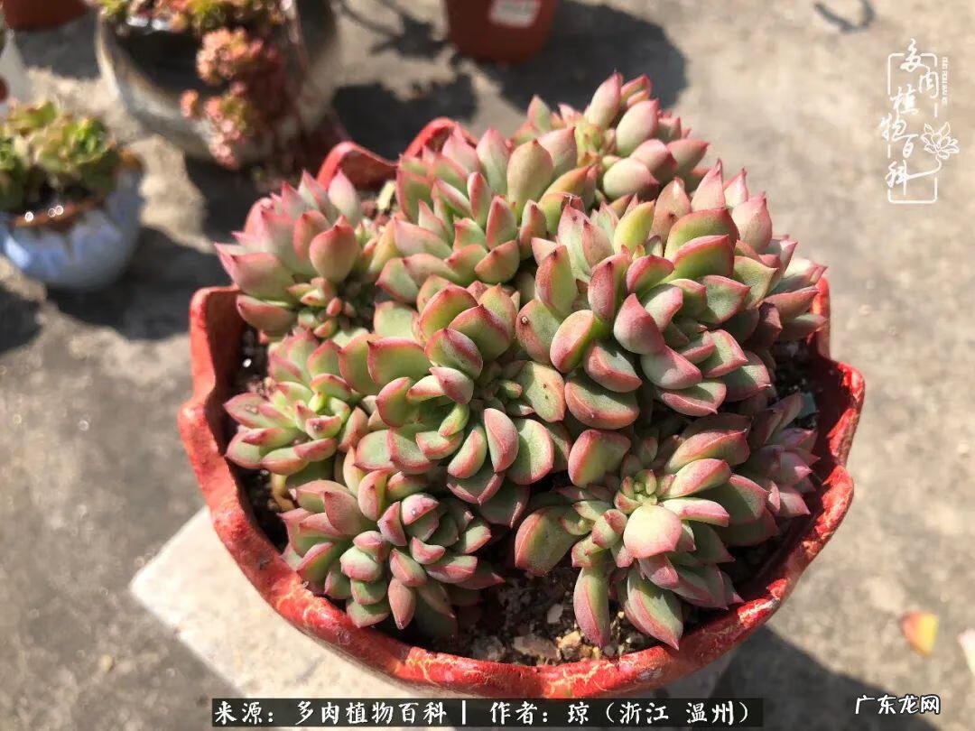 植物精灵安卓下载 植物精灵下载