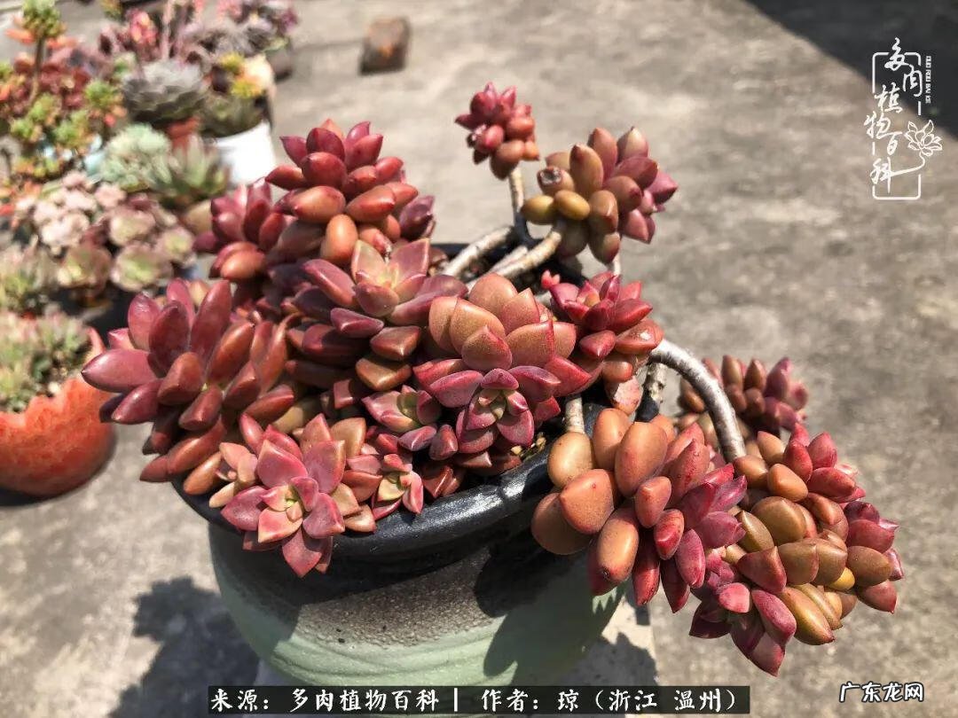 植物精灵安卓下载 植物精灵下载