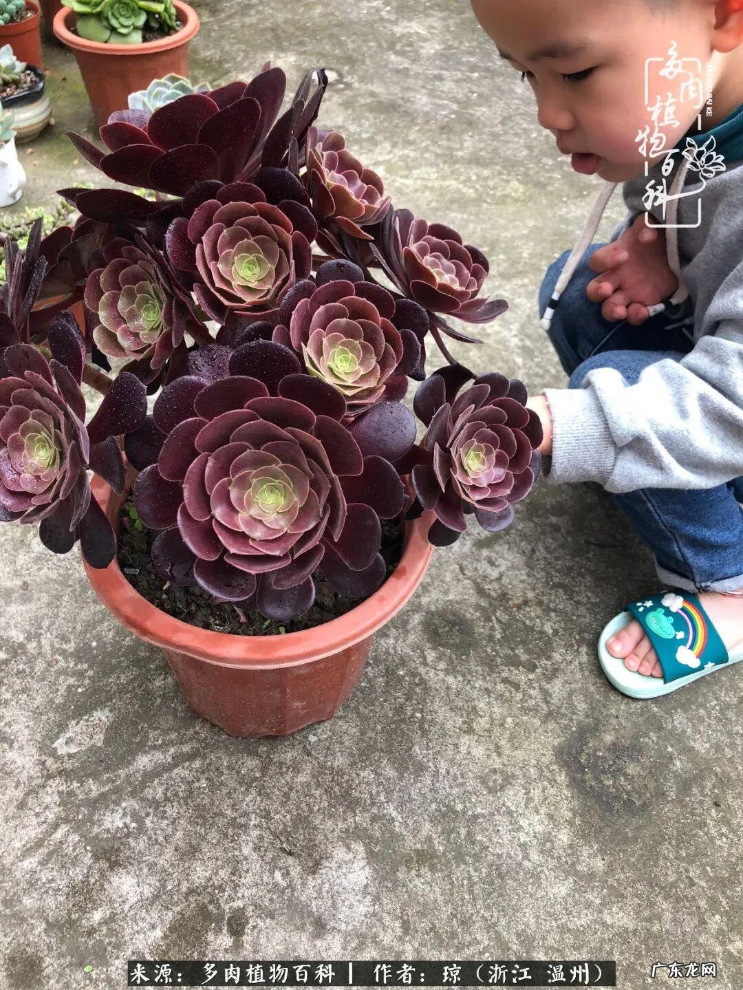 植物精灵安卓下载 植物精灵下载