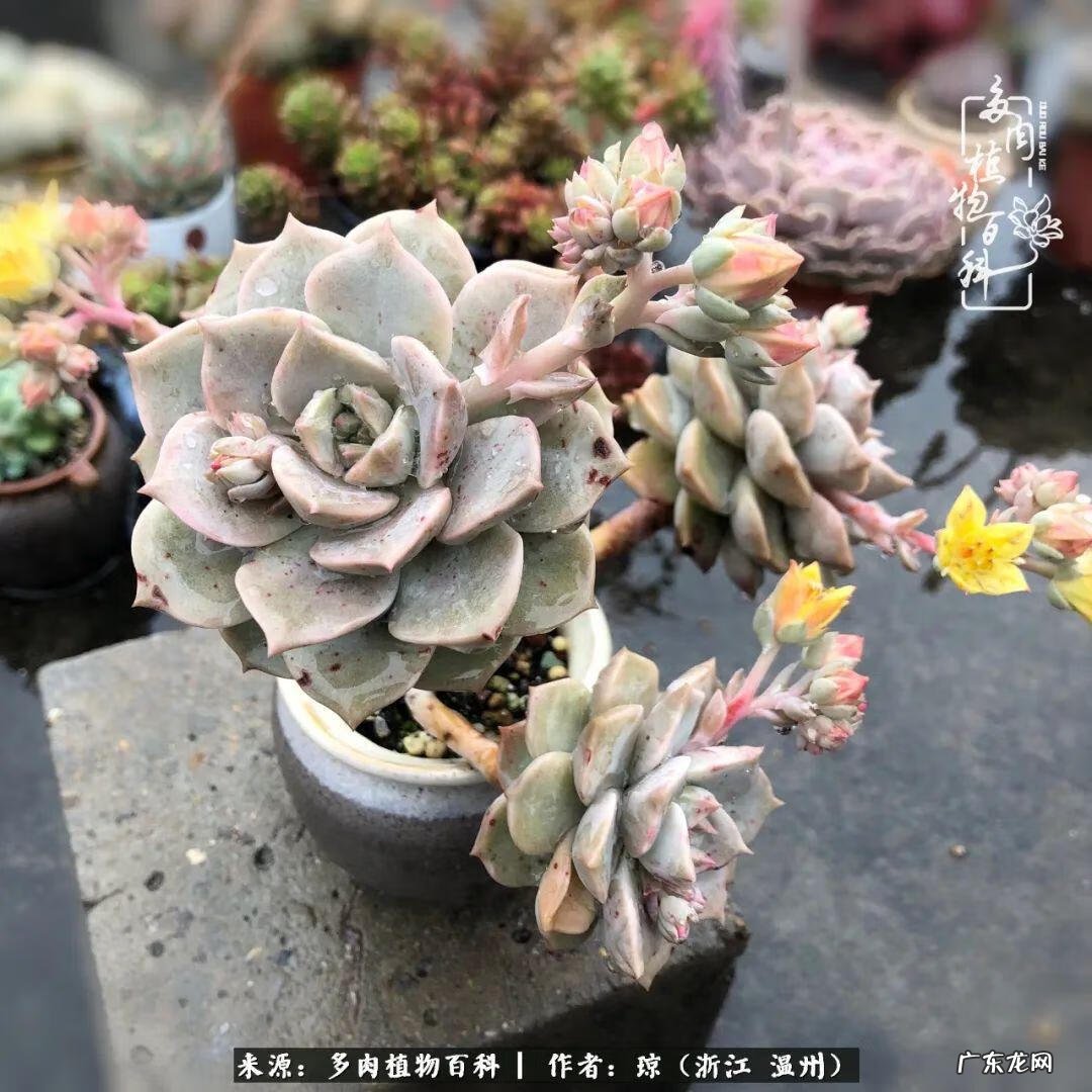 植物精灵安卓下载 植物精灵下载