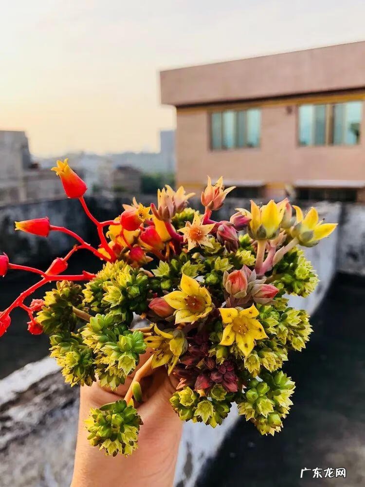 植物精灵安卓下载 植物精灵下载