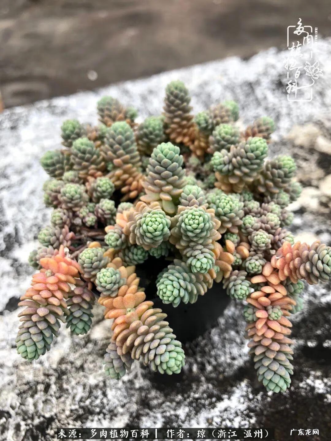 植物精灵安卓下载 植物精灵下载