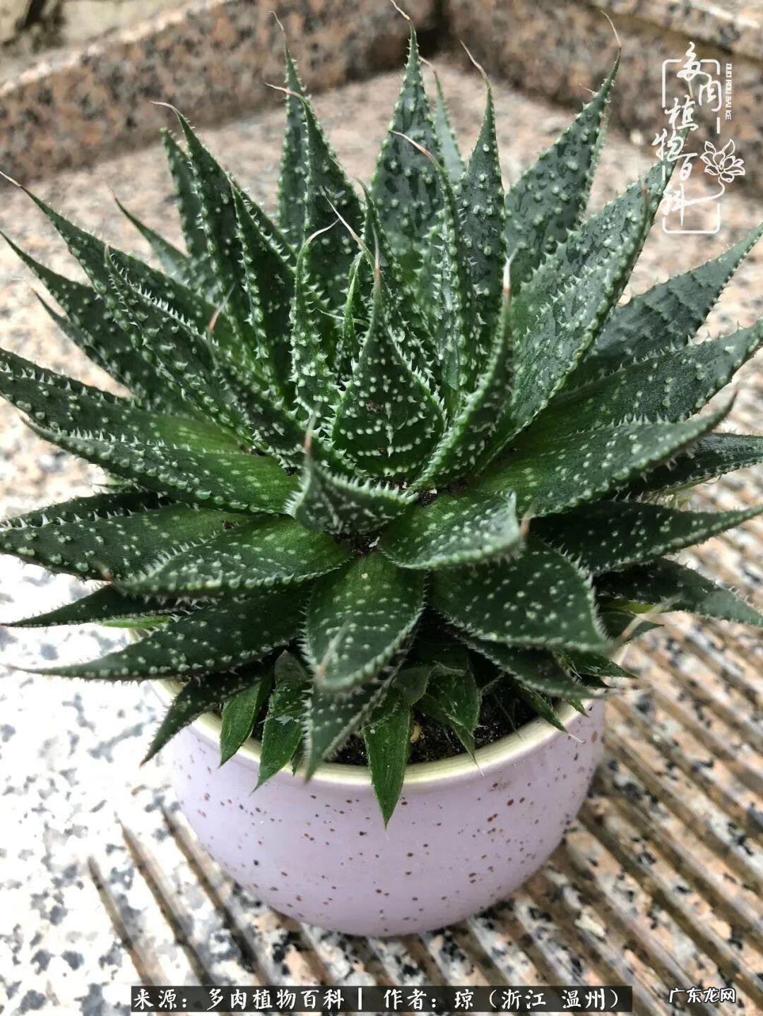 植物精灵安卓下载 植物精灵下载