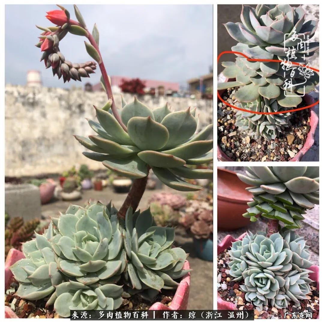 植物精灵安卓下载 植物精灵下载