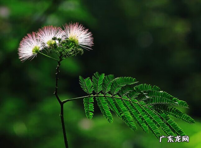 合欢花有什么作用和功效 合欢花的功效与作用