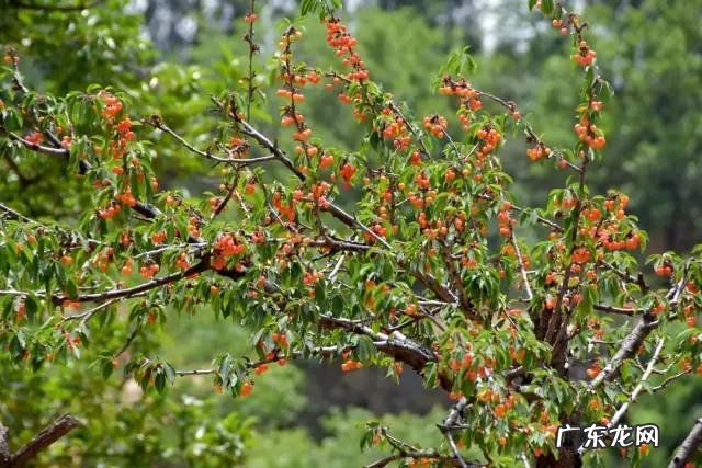 博爱县景点排行榜 博爱县城的风水
