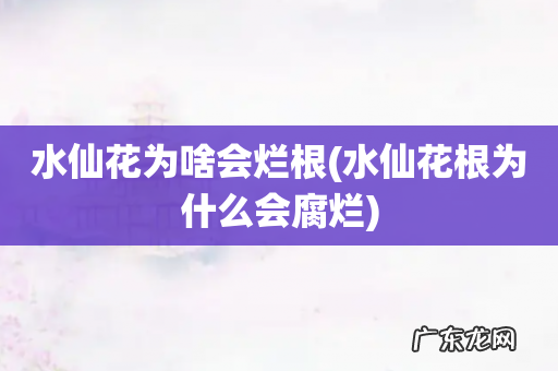 水仙花根为什么会腐烂 水仙花为啥会烂根