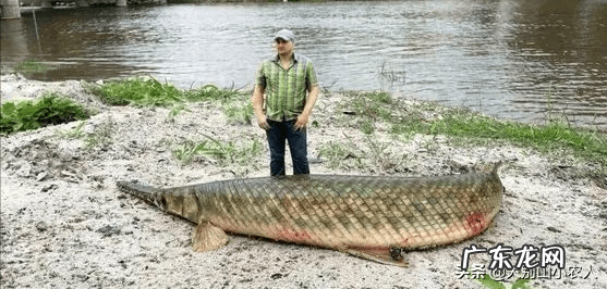 家里养雀鳝风水好吗 鳄雀鳝风水