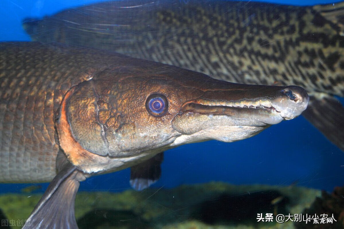 家里养雀鳝风水好吗 鳄雀鳝风水