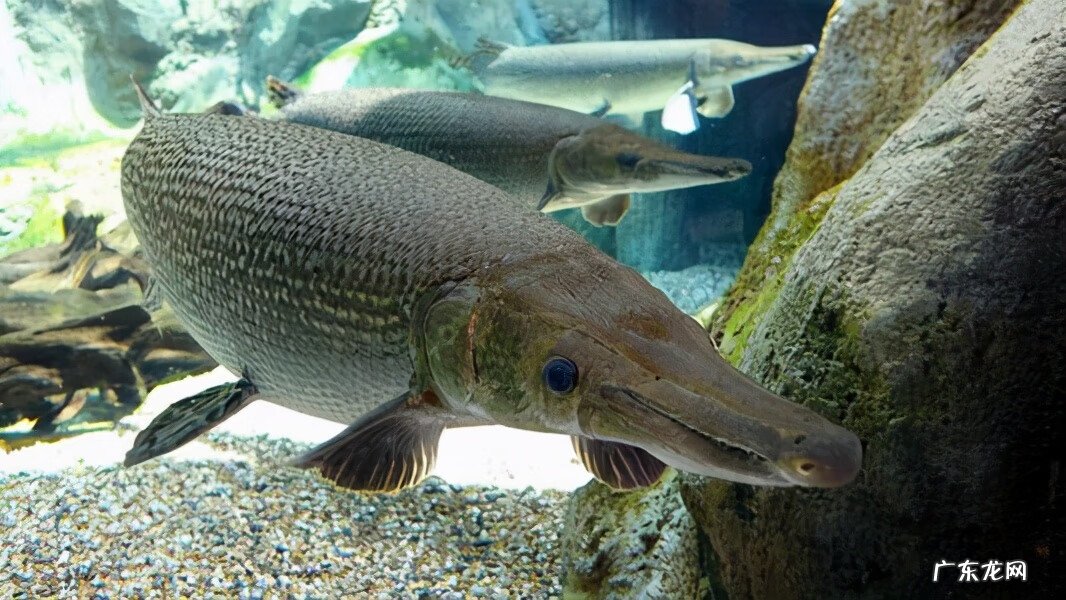 家里养雀鳝风水好吗 鳄雀鳝风水