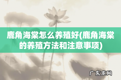 鹿角海棠的养殖方法和注意事项 鹿角海棠怎么养殖好