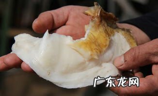 肉灵芝是什么意思 肉灵芝是什么生物