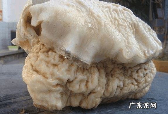 肉灵芝是什么意思 肉灵芝是什么生物