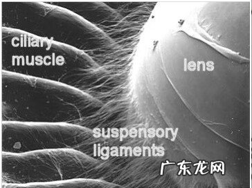 贝茨视力训练法真的有效吗 贝茨视力训练法的