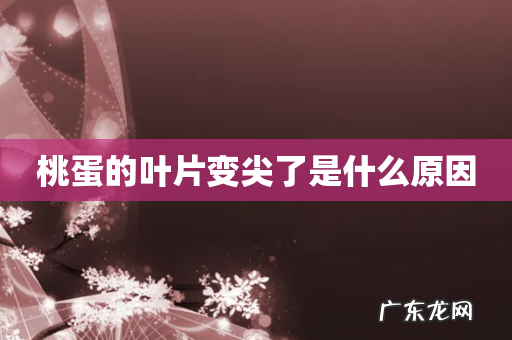 桃蛋的叶片变尖了是什么原因