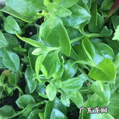 穿心莲的吃法与做法 穿心莲的做法及功效