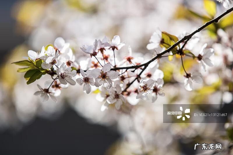 做一个感恩的人演讲稿 关于感恩的演讲稿怎么写