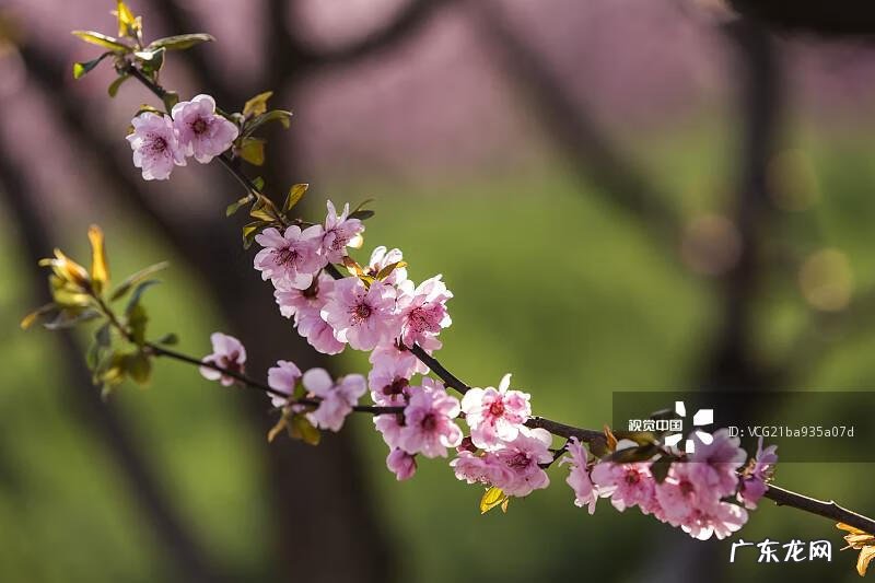 做一个感恩的人演讲稿 关于感恩的演讲稿怎么写