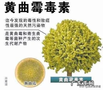 胡姬花生油 胡姬花花生油价格多少