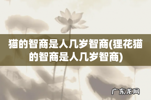 狸花猫的智商是人几岁智商 猫的智商是人几岁智商