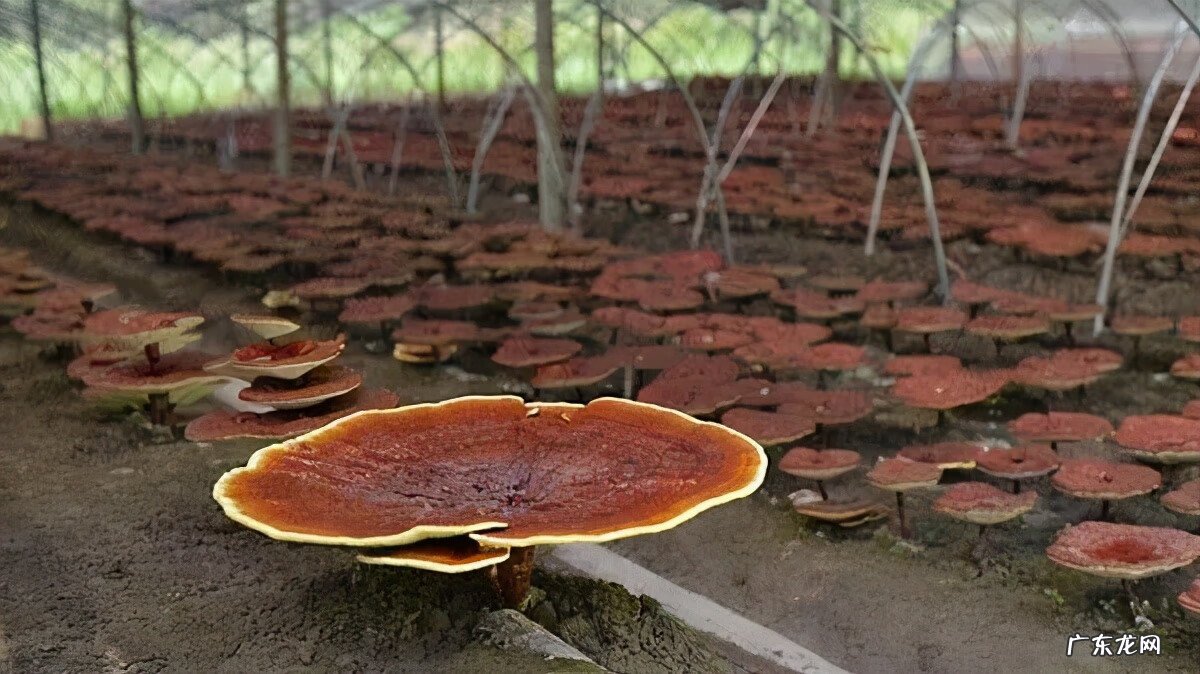 灵芝多少钱一克 市场价 天然灵芝价格