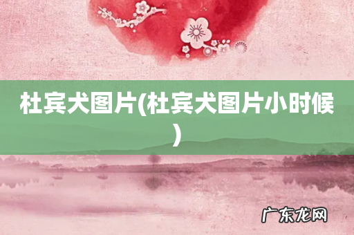 杜宾犬图片小时候 杜宾犬图片