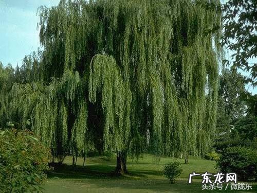 榆树 风水 榆树是风水树吗