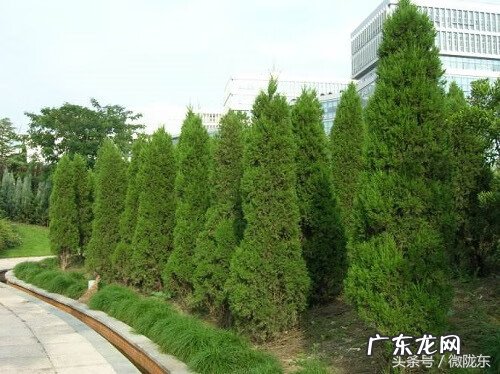 榆树 风水 榆树是风水树吗