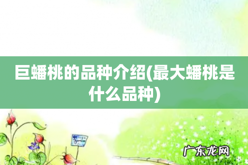 最大蟠桃是什么品种 巨蟠桃的品种介绍