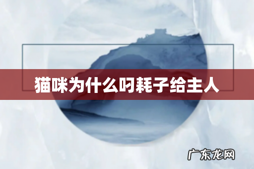 猫咪为什么叼耗子给主人