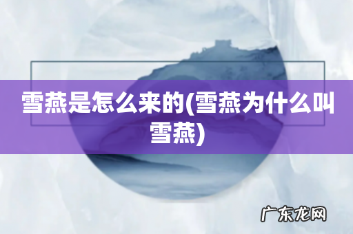 雪燕为什么叫雪燕 雪燕是怎么来的