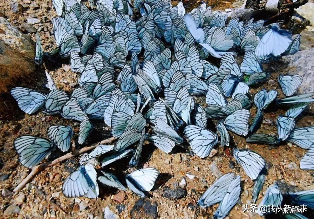 召唤师游戏 召唤师峡谷