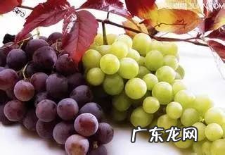 经常吃葡萄对身体好吗 吃葡萄有什么好处和功效