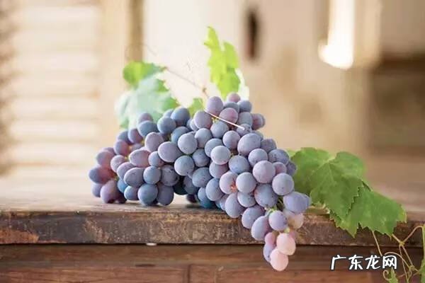 经常吃葡萄对身体好吗 吃葡萄有什么好处和功效